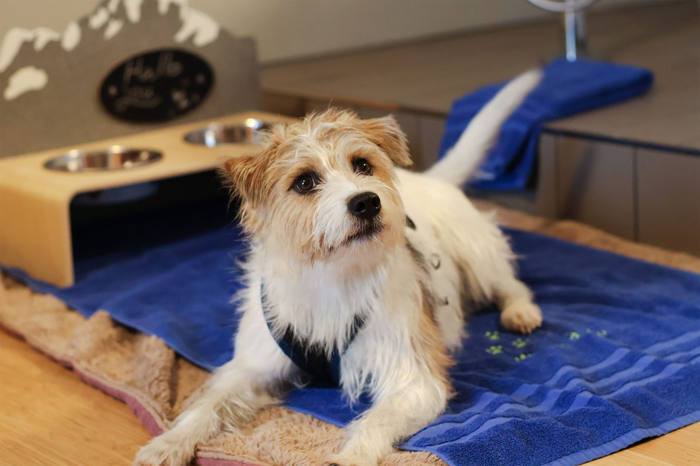 Hundehotel in Obwalden